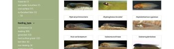 Tadpoles with filters
