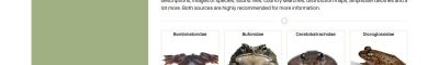 Overview of the frog families